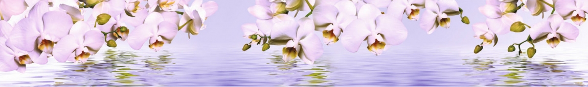 skinali 2244